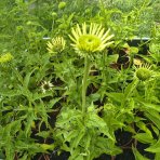 Echinacea purpurová (Echinacea purpurea) ´CHEYENNE SPIRIT´® - kont. C2L